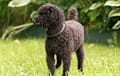Miniature Poodle - black