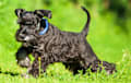 Miniature Schnauzer - black