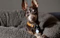 Miniature Pinscher - Brown and rust