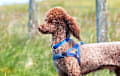 Miniature Poodle - Brown