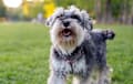 Miniature Schnauzer - black and silver