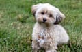 Morkie - fawn