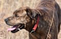 Mountain Cur - Brindle