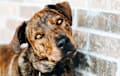 Mountain Cur - Brindle