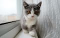Munchkin - gray