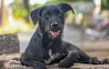 Mutt - black