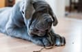 Neapolitan Mastiff - blue