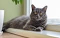 Nebelung - gray