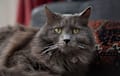Nebelung - gray