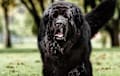 Newfoundland - black