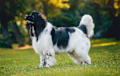 Newfoundland - black and white