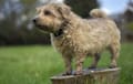 Norfolk Terrier - wheaten