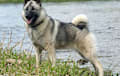 Norwegian Elkhound - gray