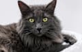 Norwegian Forest Cat - gray