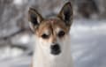 Norwegian Lundehund - fawn