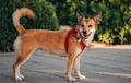 Norwegian Lundehund - Red