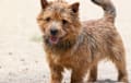 Norwich Terrier - wheaten