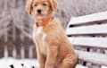 Nova Scotia Duck Tolling Retriever - golden red