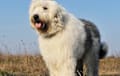 Old English Sheepdog - gray and white