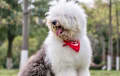 Old English Sheepdog - gray and white