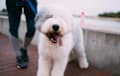Old English Sheepdog - gray and white