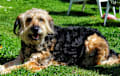 Otterhound - brown