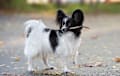 Papillon - black and white