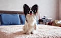 Papillon - black and white