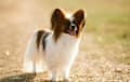 Papillon - brown