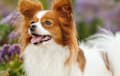 Papillon - brown