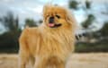 Pekingese - fawn