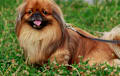 Pekingese - red