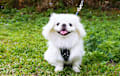 Pekingese - white