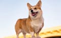 Pembroke Welsh Corgi - red and white