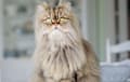 Persian - brown tabby