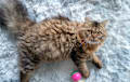 Persian - brown tabby