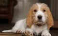 Petit Basset Griffon Vendeen - lemon