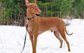 Pharaoh Hound - red