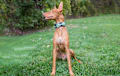 Pharaoh Hound - red