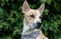 pitsky - fawn