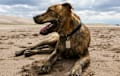 Plott Hound - brindle