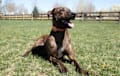 Plott Hound - brindle