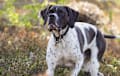 Pointer - Black and white