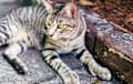 Polydactyl Hemingway