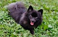 Pomeranian - Black