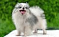 Pomeranian - Merle