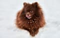Pomeranian - Chocolate