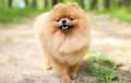 Pomeranian - red