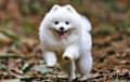 Pomeranian - white