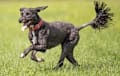 Portuguese Water Dog - black